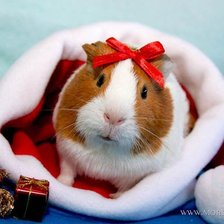 Схема вышивки «муся»