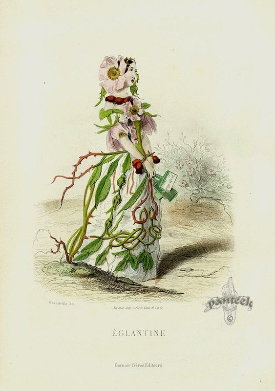 Жерар Гранвиль. - карикатура., графика, цветы, шарж - оригинал