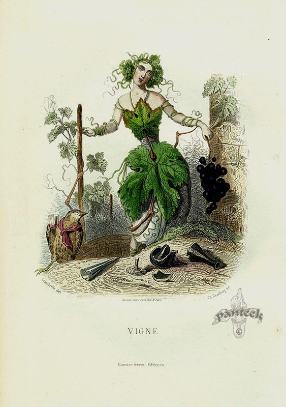 Жерар Гранвиль. - карикатура., графика, шарж, цветы - оригинал