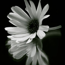 Оригинал схемы вышивки «Белый цветок» (№242071)