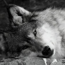 Схема вышивки «волк»