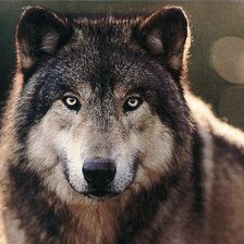 Схема вышивки «волк»