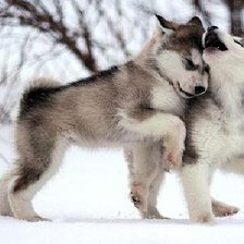 Схема вышивки «волчата»