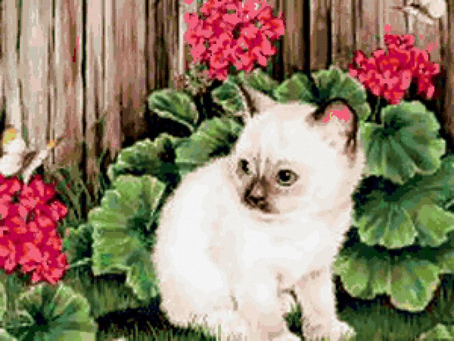кошка в цветах - кошка, кот, портрет, герань, цветы - предпросмотр