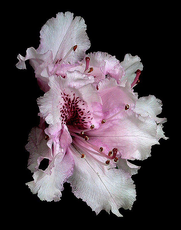 №242249 - оригинал