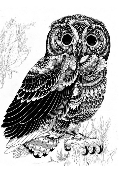 сова - оригинал