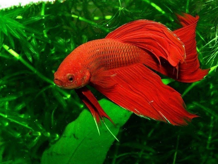 №242277 - оригинал