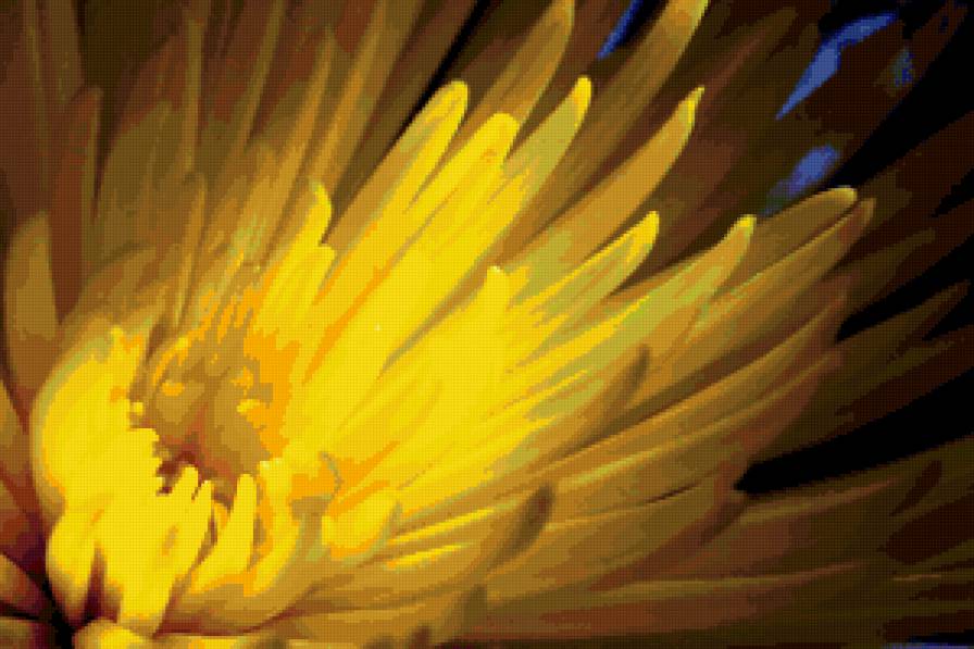 хризантема - макро, лепестки, цветок, хризантема - предпросмотр