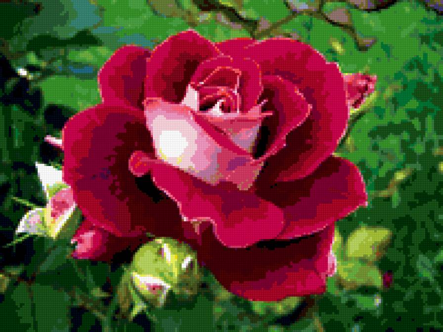 Роза - подушка, цветы, розы - предпросмотр