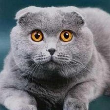 Схема вышивки «киса»