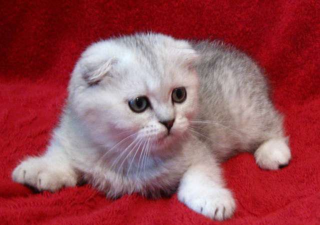 британская - кошка, киса, котенок - оригинал