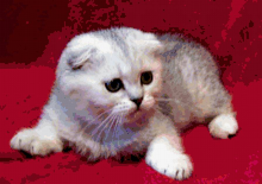 британская - киса, кошка, котенок - предпросмотр