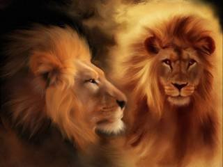 львы - кошки, хищники, животные, фауна - оригинал