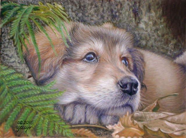 №243327 - щенок - оригинал