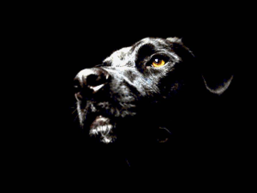 №243351 - собака на черном фоне - предпросмотр
