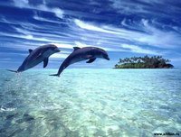 Дельфины. - дельфины., море - оригинал