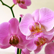 супер-орхидея