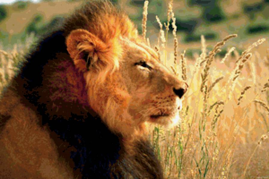 №243491 - лев, животное, хищник - предпросмотр