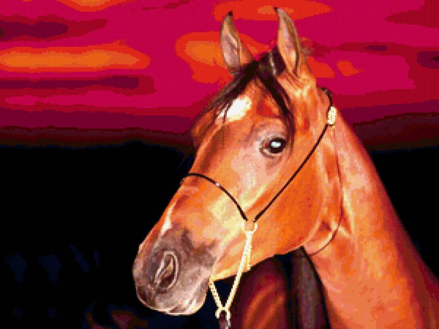 №243547 - закат, животные, лошадь - предпросмотр