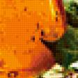 Предпросмотр схемы вышивки «натюрморт с грейпфрутом» (№243574)