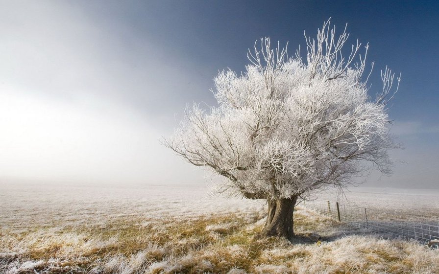 Зимнее дерево - зима, дерево - оригинал
