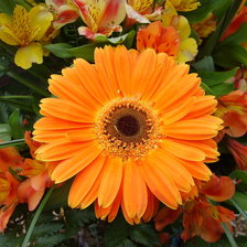 Схема вышивки «Герберы»