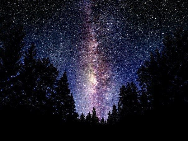 звездное небо - звезды, лес, ночь, небо - оригинал