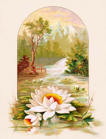 Кувшинка - цветы, водопад, природа, вода, кувшинка, пейзаж, открытка - оригинал