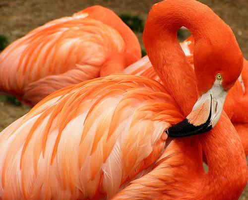 фламинго - птицы, животные, фламинго - оригинал