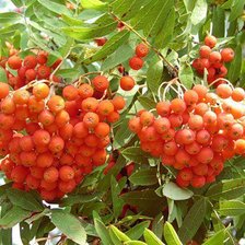 Схема вышивки «№243781»