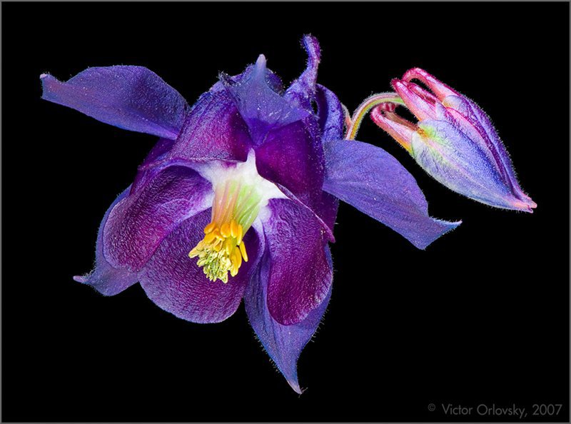 №243933 - оригинал