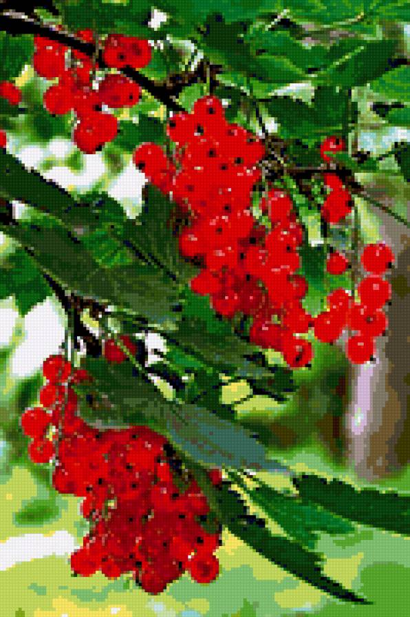 смородина - предпросмотр