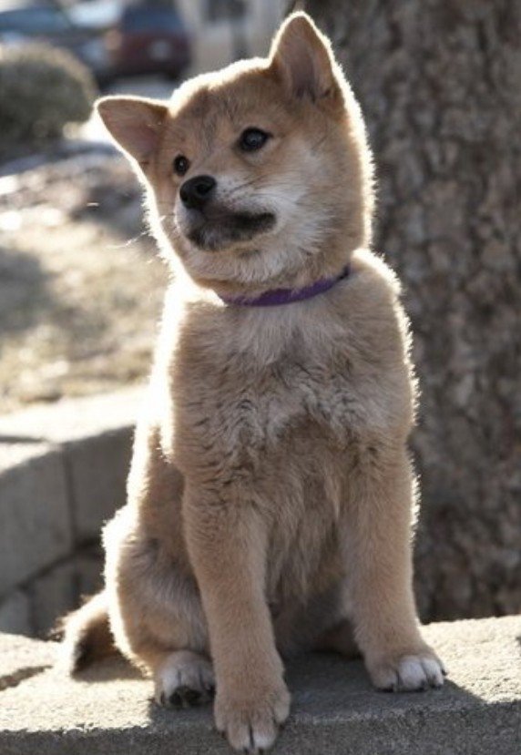 №244115 - оригинал