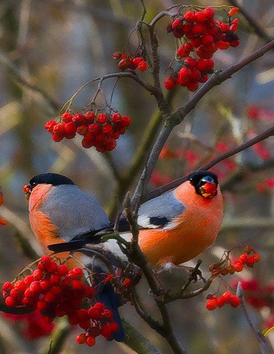 Пара снегирей на рябине. - снегири, птицы, рябина. - оригинал
