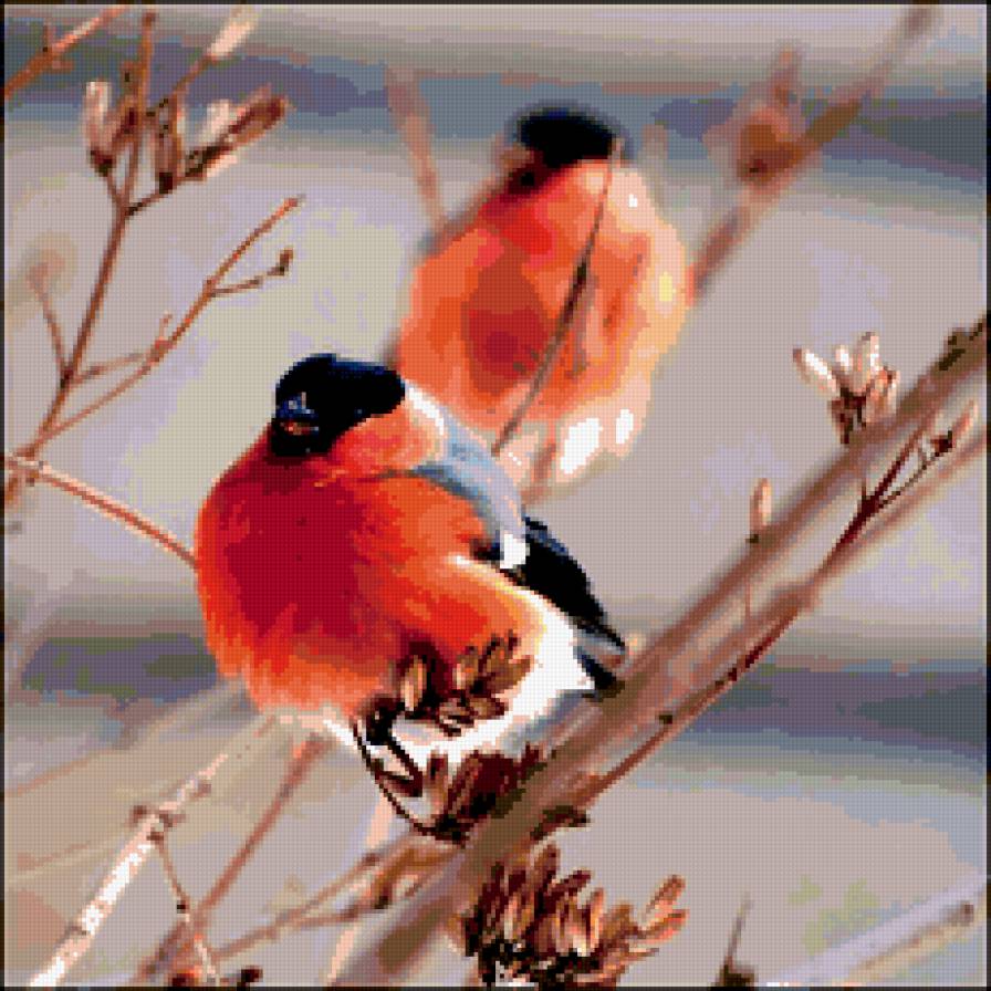 Снегири. - снегири, птицы, рябина. - предпросмотр