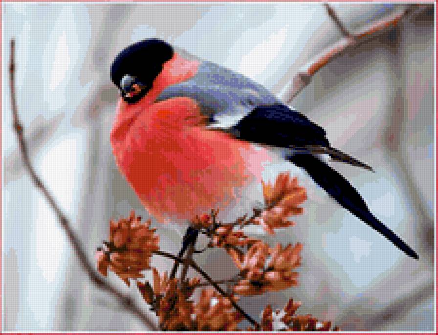 Снегирь. - снегири, птицы. - предпросмотр