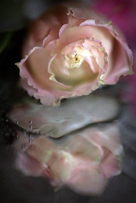 Отражение - роза. отражение. вода. цветы. - оригинал