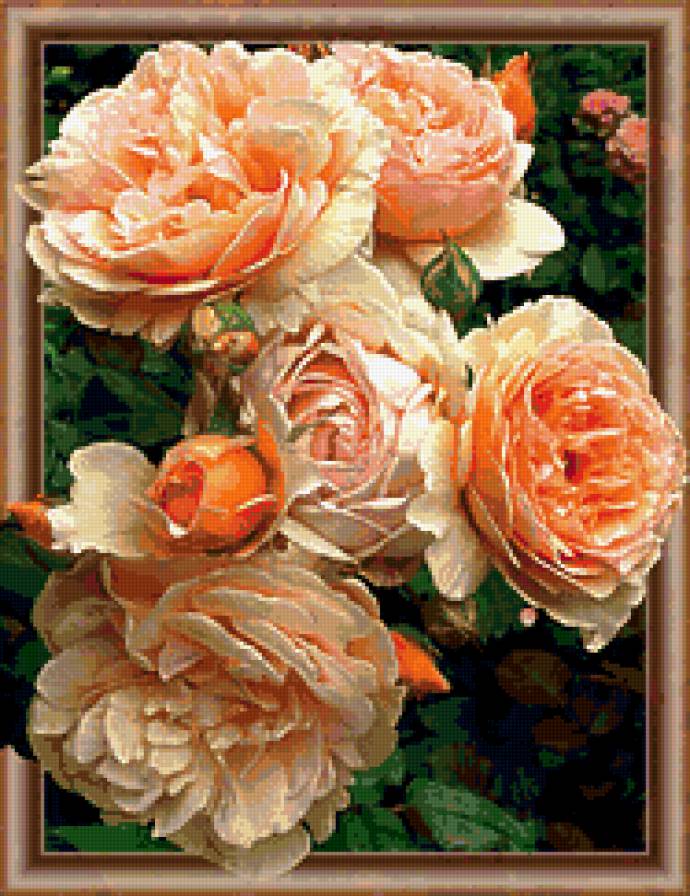 Персиковые розы - цветы, букет, розы - предпросмотр