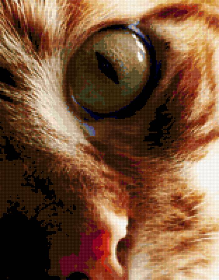 Рыжий котик - предпросмотр