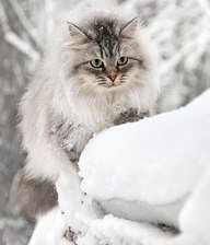 котик зимой