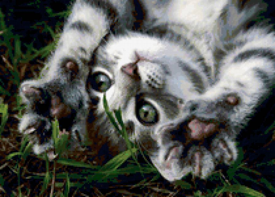 котенок - предпросмотр