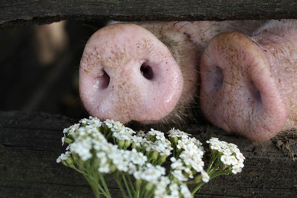 пяточек - оригинал