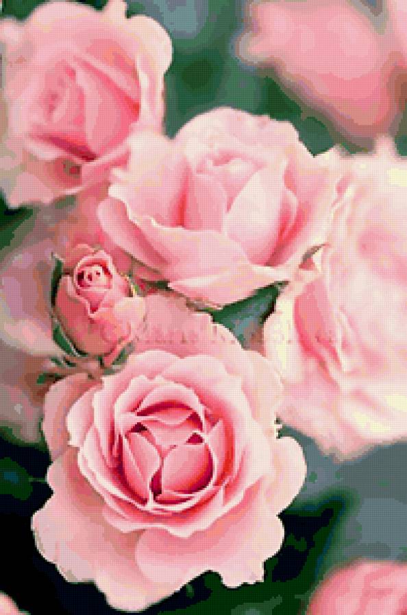 розы - предпросмотр