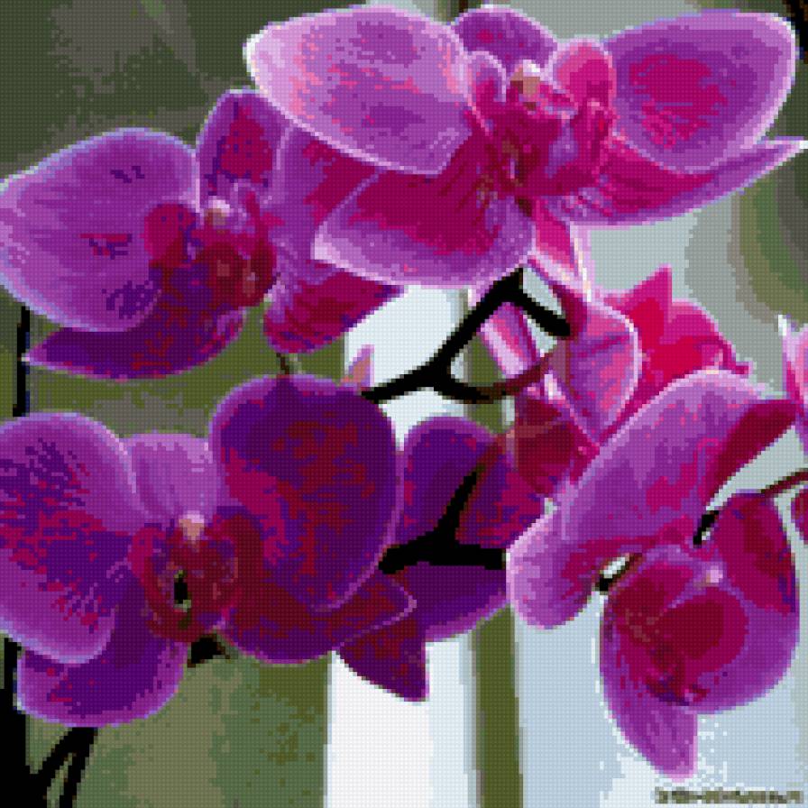 orchid - предпросмотр