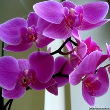 Схема вышивки «orchid»