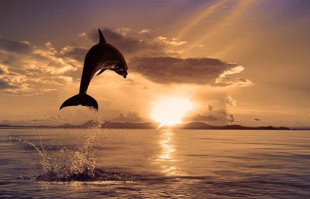 дельфин на закате - оригинал