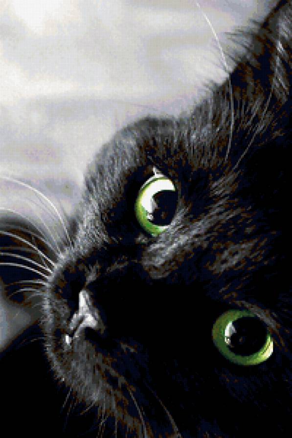 черный кот - предпросмотр