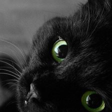 Оригинал схемы вышивки «черный кот» (№244397)