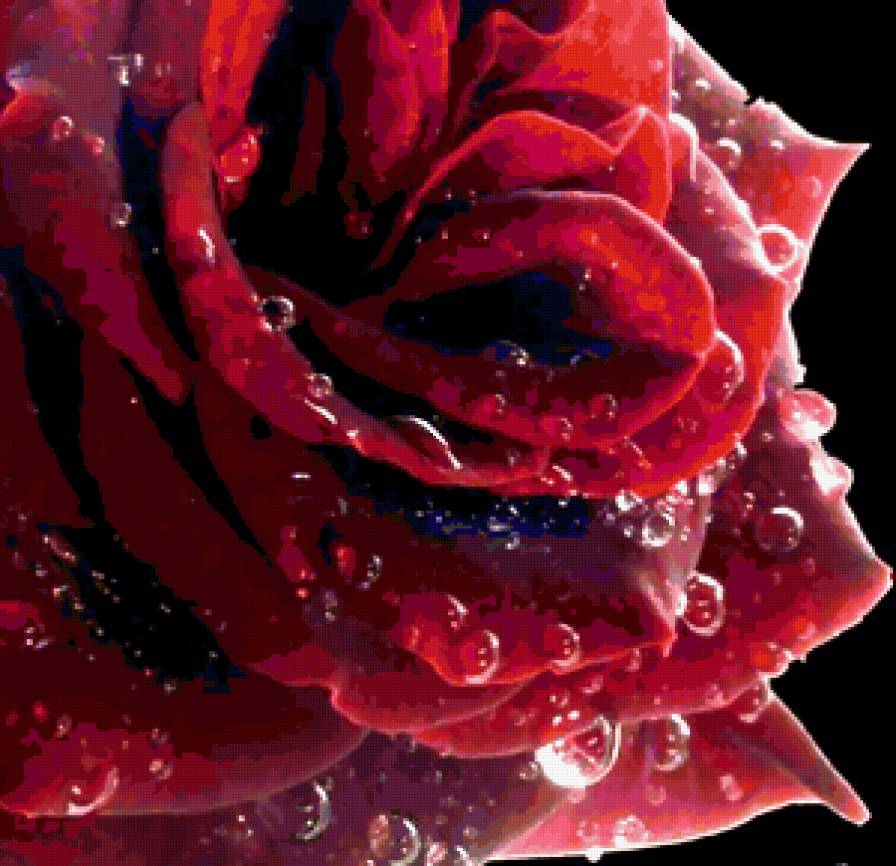 красная роза - предпросмотр