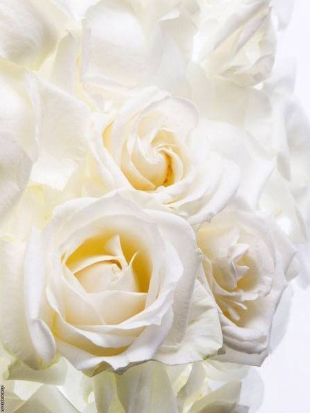 белые розы - оригинал